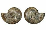 Cut & Polished, Agatized Ammonite Fossil - Madagascar #267974-1